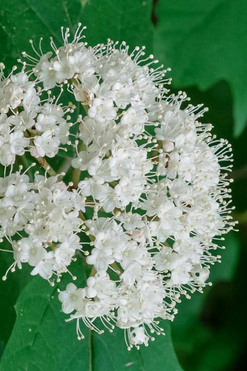 Maple Leaf Viburnum - 3 Gallon Pot