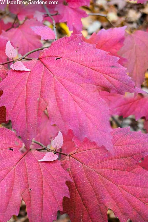  Maple Leaf Viburnum - 3 Pack Of 1.5 Quart Pots