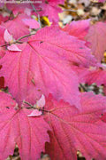  Maple Leaf Viburnum - 3 Gallon Pot