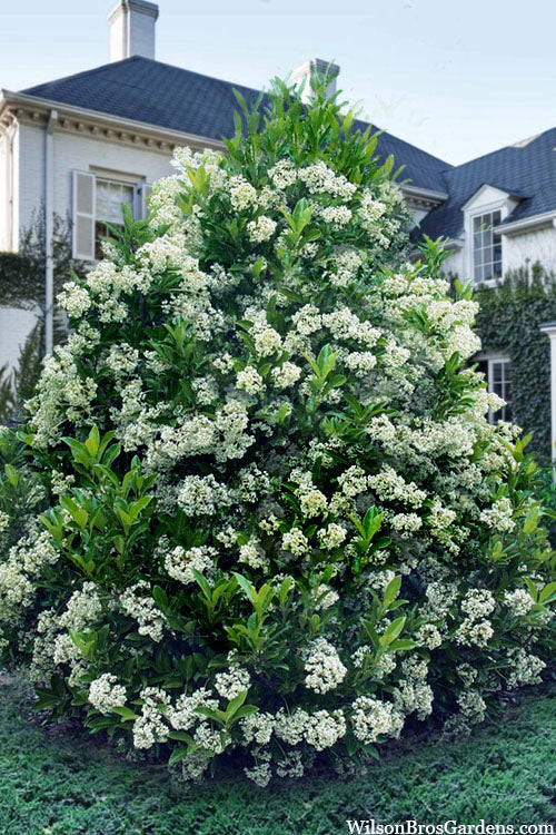  Mirror Leaf Sweet Viburnum - 7 Gallon Pot (3-4')