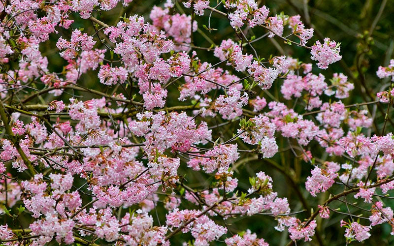  Pink Dawn Fragrant Viburnum - 6 Pack Of 1 Gallon Pots