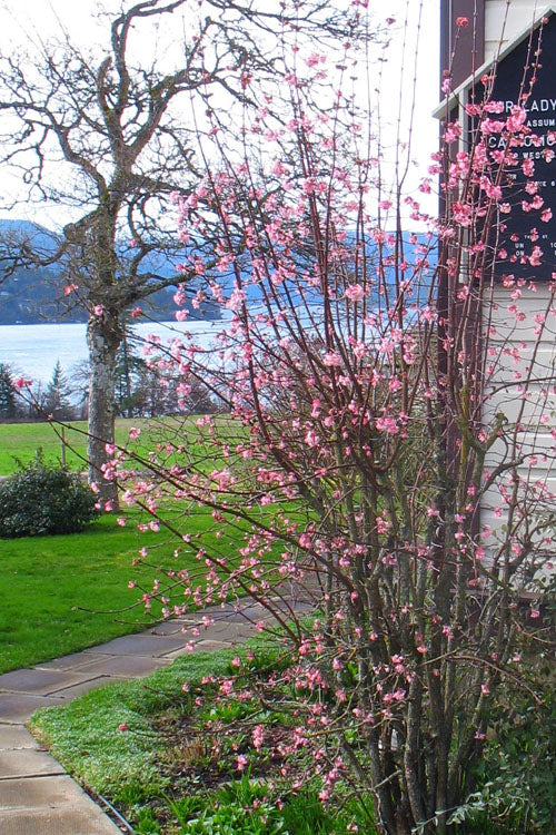  Pink Dawn Fragrant Viburnum - 6 Pack Of 1 Gallon Pots
