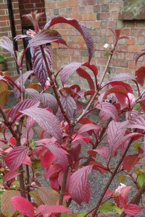 Pink Dawn Fragrant Viburnum (Single Trunk Tree Form) - 3 Gallon Pot (4-5’)