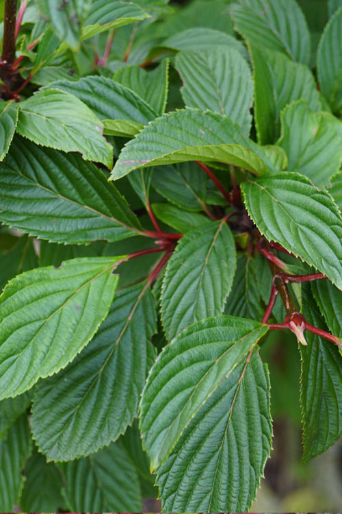  Pink Dawn Fragrant Viburnum - 6 Pack Of 1 Gallon Pots