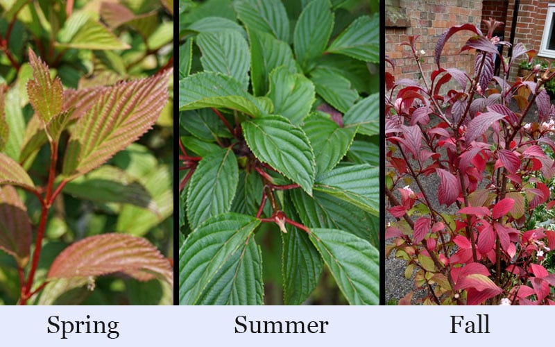  Pink Dawn Fragrant Viburnum - 1 Gallon Pot