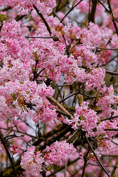  Pink Dawn Fragrant Viburnum - 6 Pack Of 1 Gallon Pots