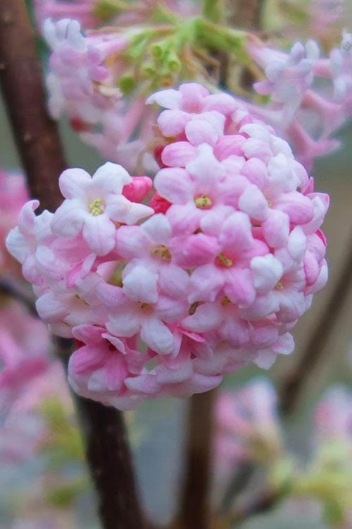  Pink Dawn Fragrant Viburnum - 1 Gallon Pot