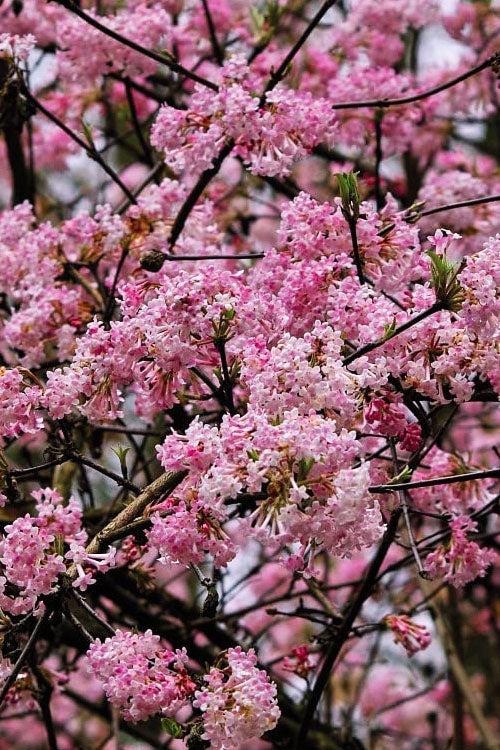 Pink Dawn Fragrant Viburnum - 6 Pack Of 1 Gallon Pots