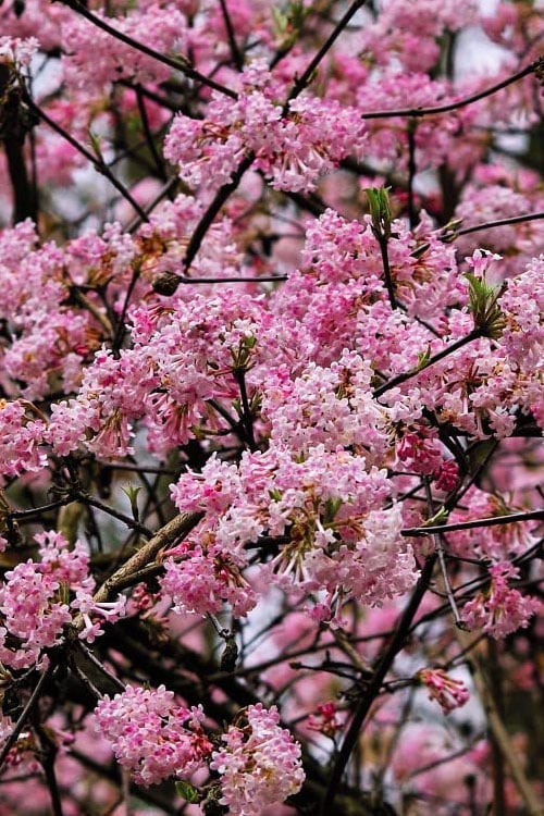  Pink Dawn Fragrant Viburnum - 1 Gallon Pot