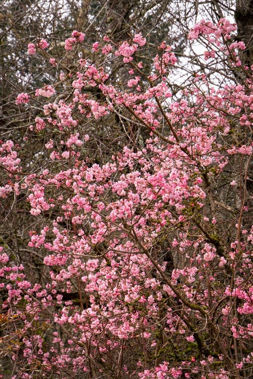  Pink Dawn Fragrant Viburnum - 1 Gallon Pot