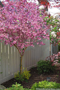  Pink Dawn Fragrant Viburnum (Single Trunk Tree Form) - 3 Gallon Pot (4-5’)