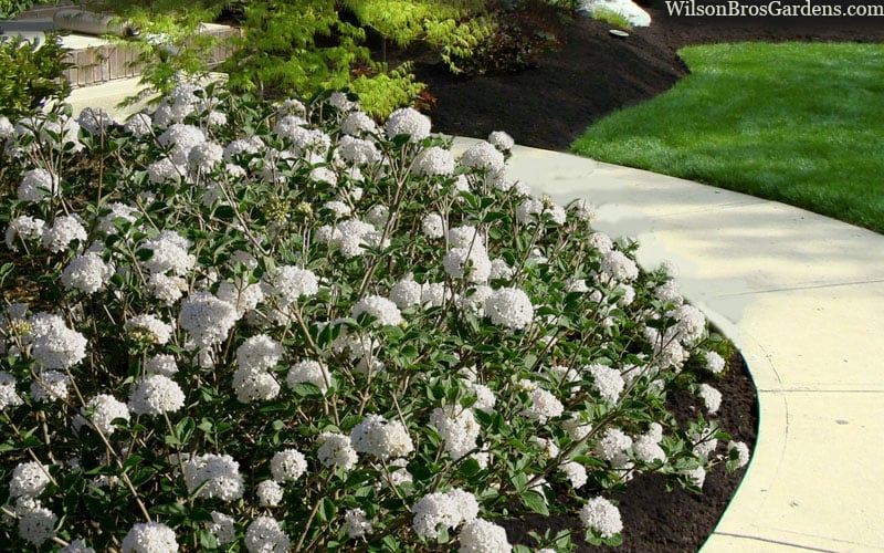  Spice Baby Koreanspice Viburnum - 1 Gallon Pot