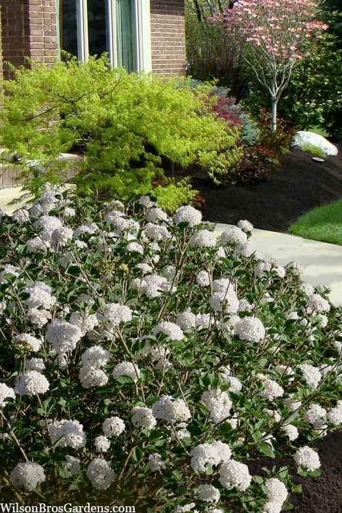  Spice Baby Koreanspice Viburnum - 1 Gallon Pot
