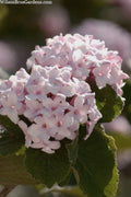  Spice Baby Koreanspice Viburnum - 1 Gallon Pot
