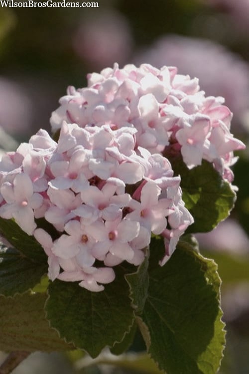  Spice Baby Koreanspice Viburnum - 1 Gallon Pot