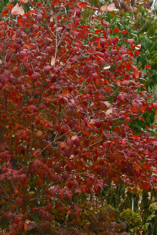  Spice Girl Koreanspice Viburnum - 3 Gallon Pot