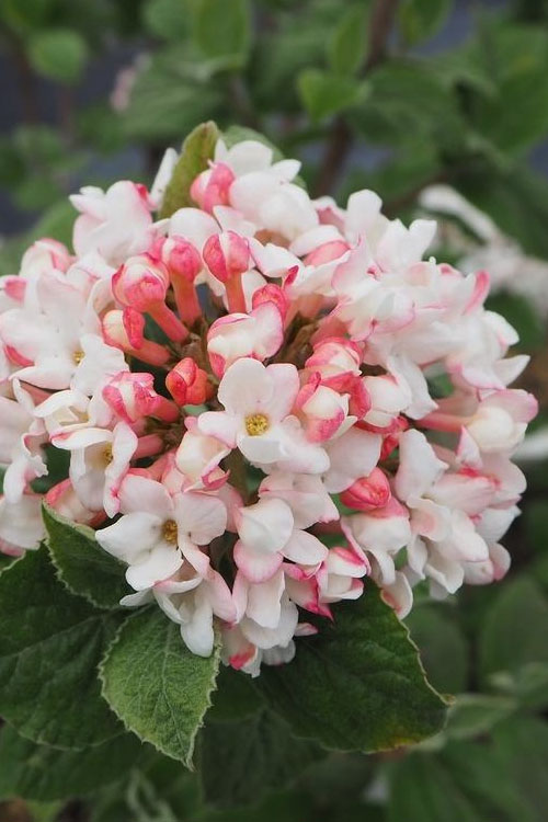  Spice Girl Koreanspice Viburnum - 3 Gallon Pot