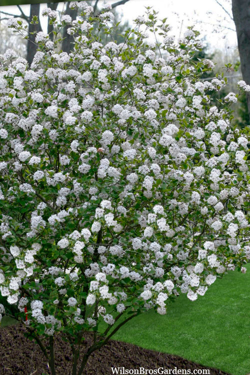  Spice Girl Koreanspice Viburnum - 3 Gallon Pot