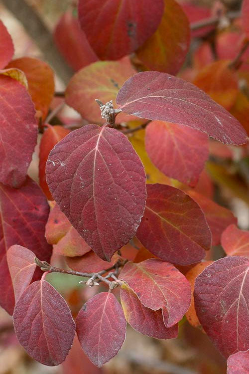  Spice Girl Koreanspice Viburnum - 3 Gallon Pot