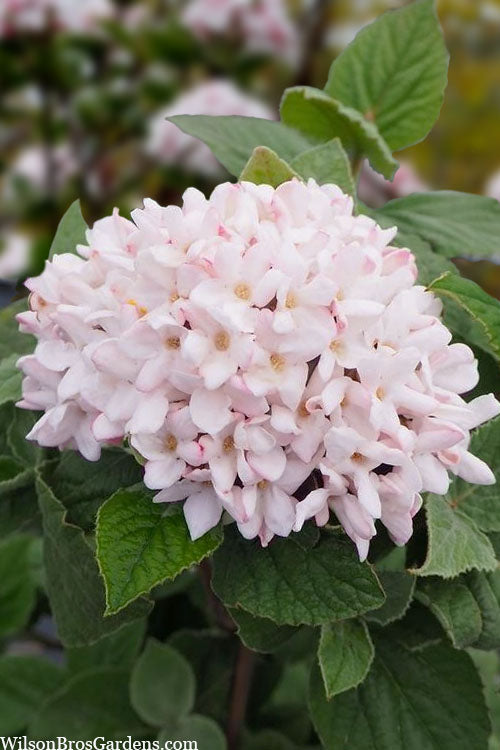  Spice Girl Koreanspice Viburnum - 3 Gallon Pot