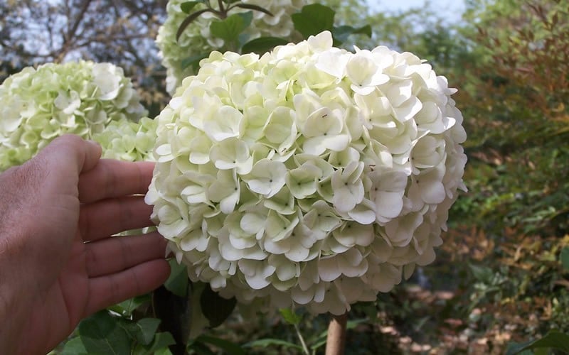  Chinese Snowball Viburnum Bush - 3 Gallon Pot
