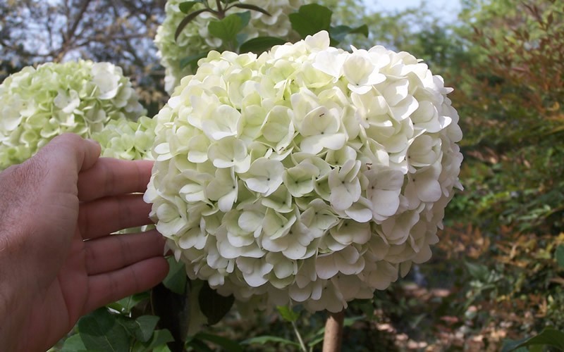  Chinese Snowball Viburnum Bush - 3 Gallon Pot