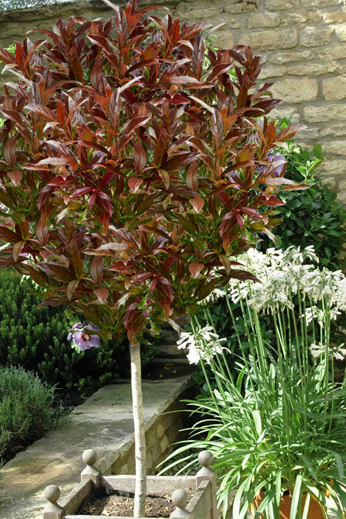  Coppertop Sweet Viburnum (Single Trunk Topiary Tree) - 5 Gallon Pot