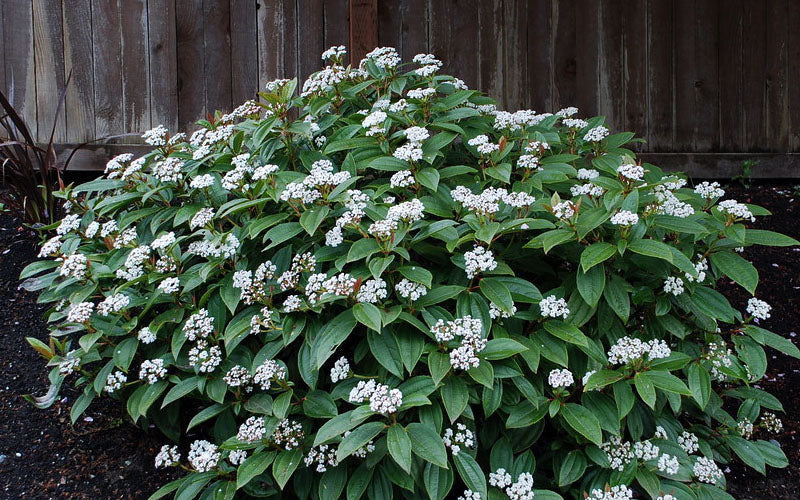  David Viburnum - 3 Gallon Pot