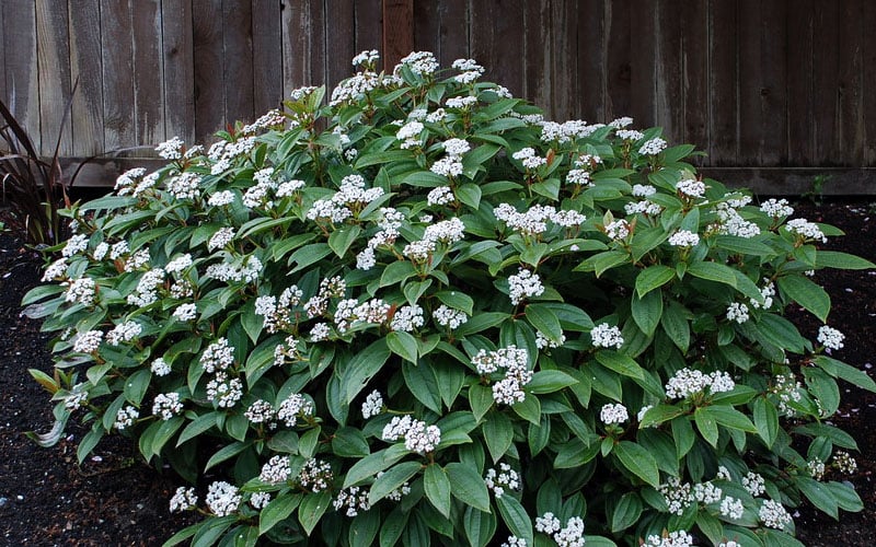  David Viburnum - 3 Gallon Pot 
