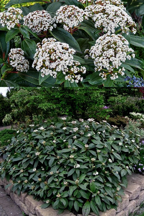  David Viburnum - 3 Gallon Pot 