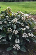  David Viburnum - 3 Gallon Pot