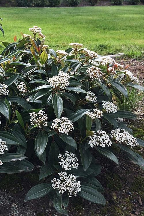  David Viburnum - 3 Gallon Pot 