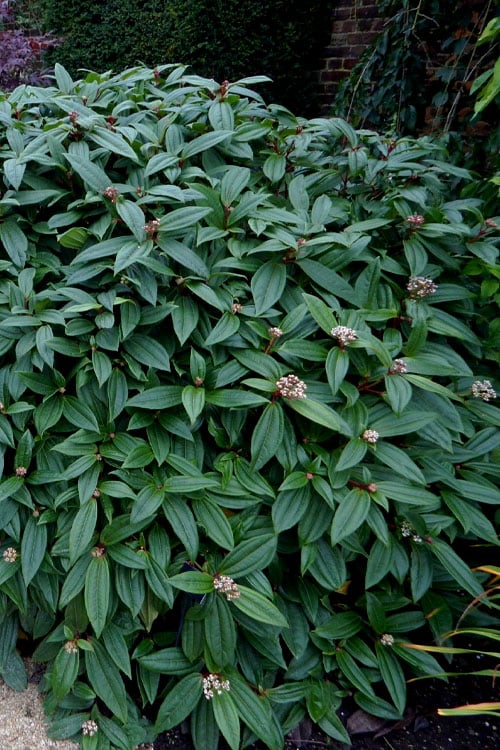  David Viburnum - 3 Gallon Pot 