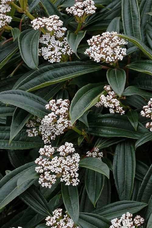  David Viburnum - 3 Gallon Pot 