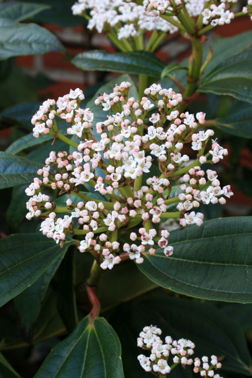  David Viburnum - 3 Gallon Pot