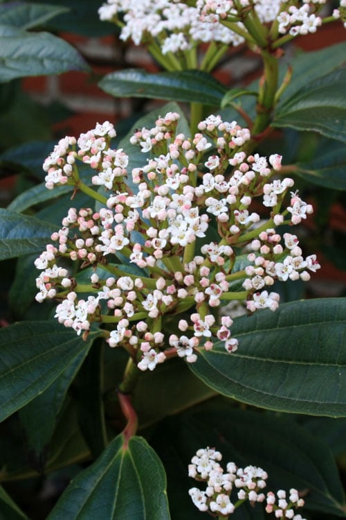  David Viburnum - 3 Gallon Pot 