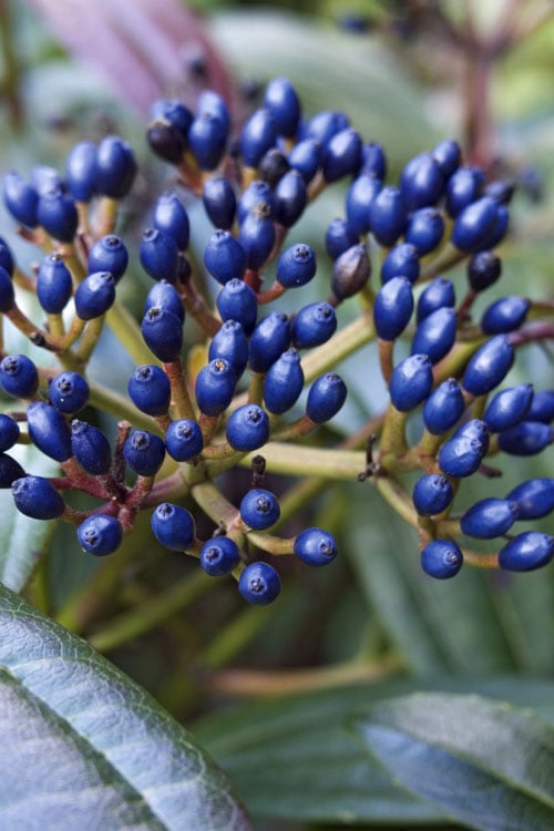  David Viburnum - 3 Gallon Pot 