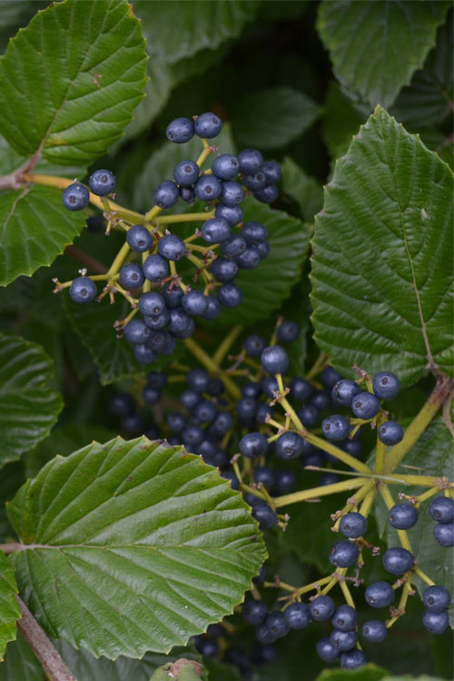  Arrowwood Viburnum - 1 Gallon Pot