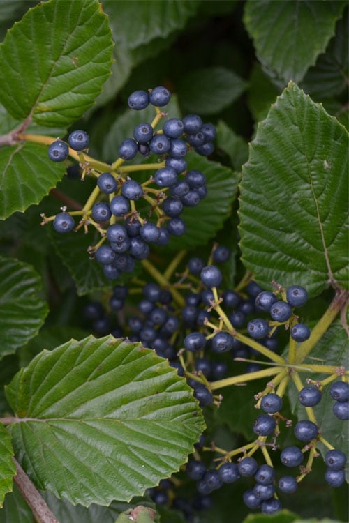  Arrowwood Viburnum - 3 Gallon Pot