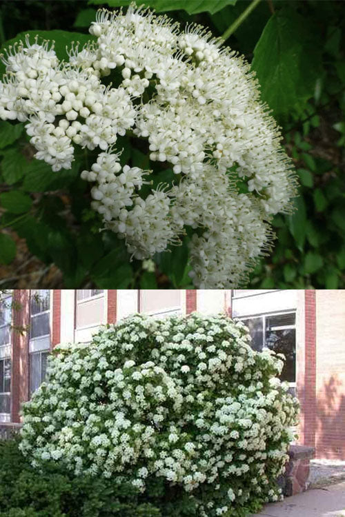  Arrowwood Viburnum - 1 Gallon Pot