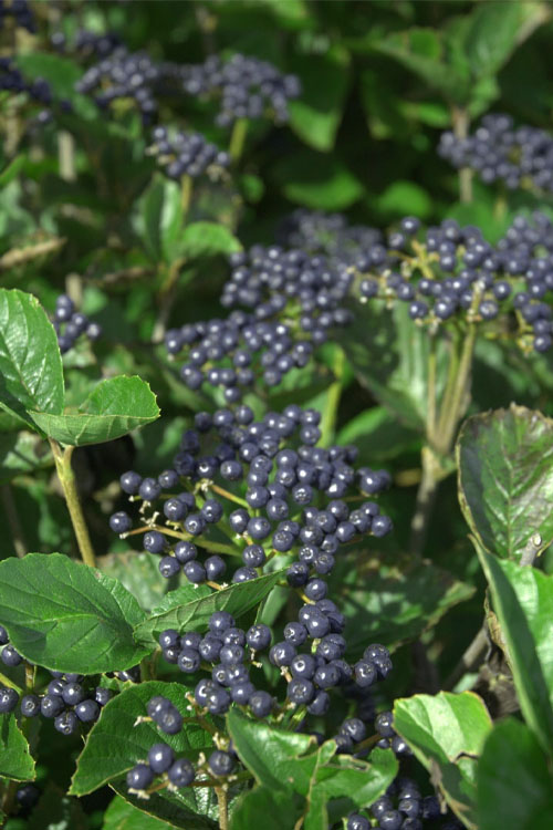  Arrowwood Viburnum - 1 Gallon Pot