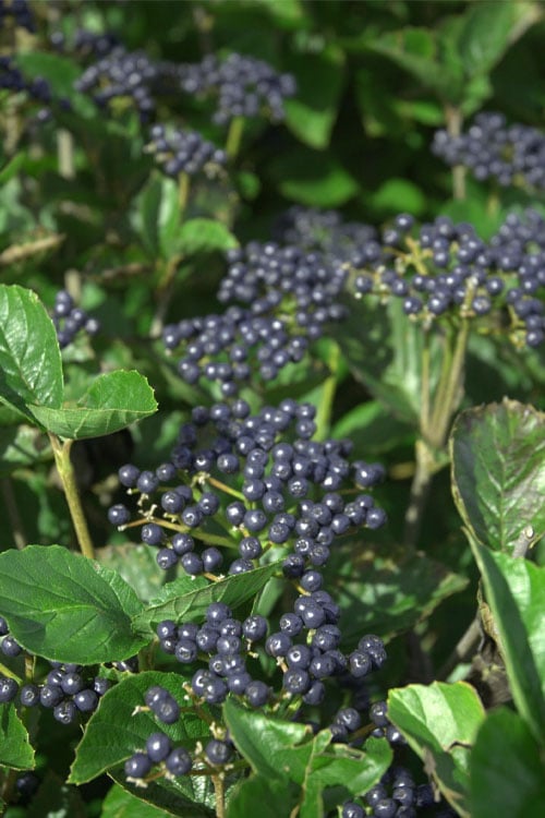  Arrowwood Viburnum - 3 Gallon Pot