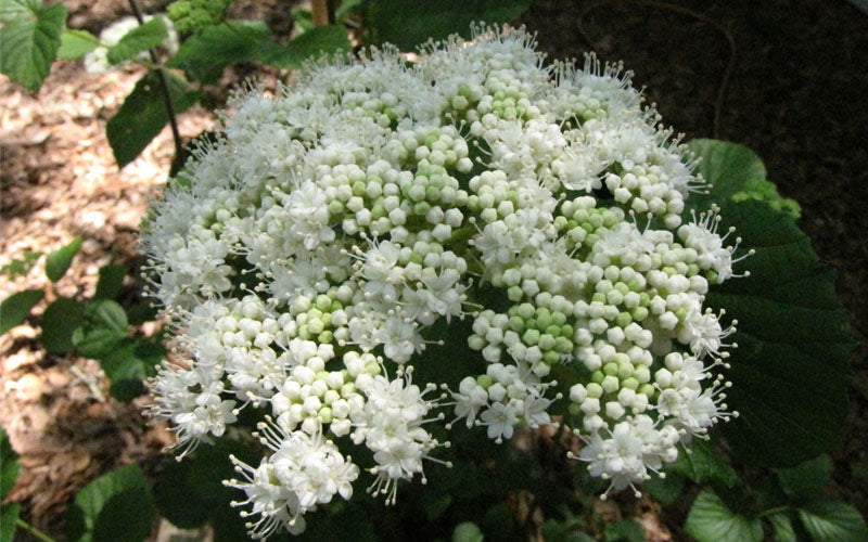  Arrowwood Viburnum - 1 Gallon Pot