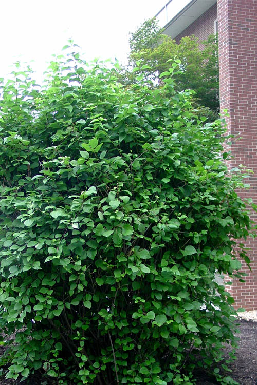  Arrowwood Viburnum - 1 Gallon Pot