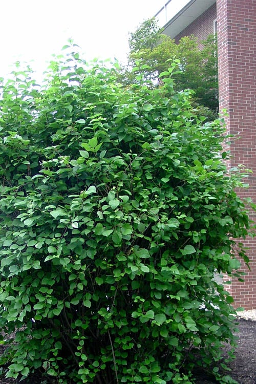  Arrowwood Viburnum - 3 Gallon Pot