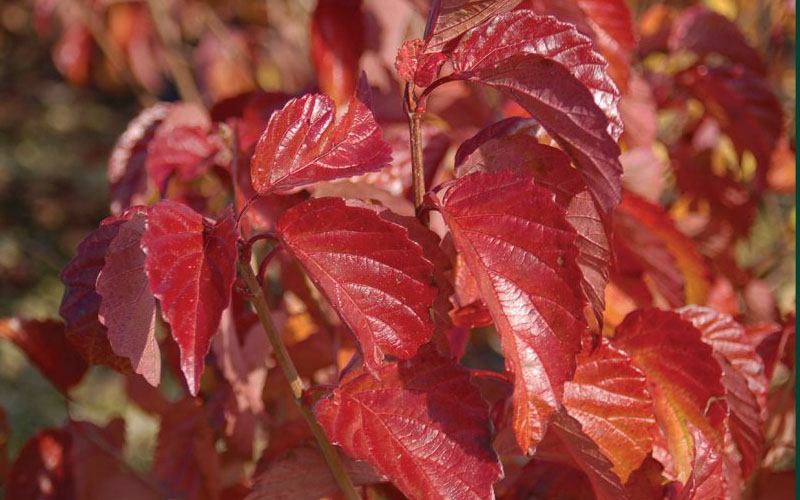  Blue Muffin Arrowwood Viburnum - 3 Pack Of Quart Pots