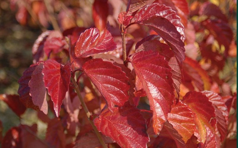  Arrowwood Viburnum - 3 Gallon Pot