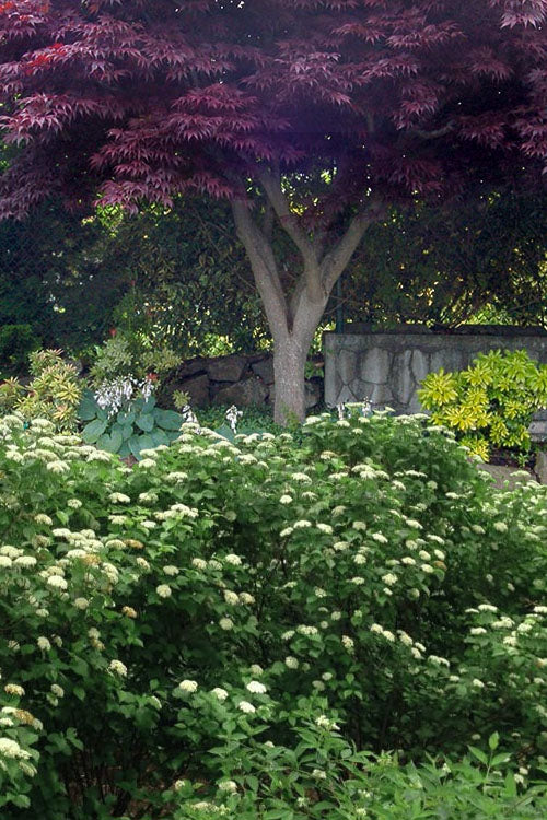  Blue Muffin Arrowwood Viburnum - 3 Pack Of Quart Pots