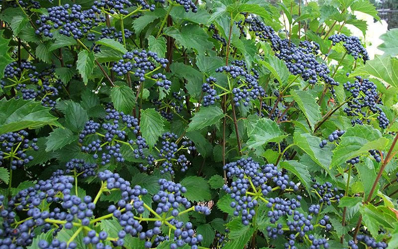  Blue Muffin Arrowwood Viburnum - 3 Pack Of Quart Pots