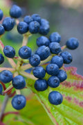  Blue Muffin Arrowwood Viburnum - 3 Pack Of Quart Pots